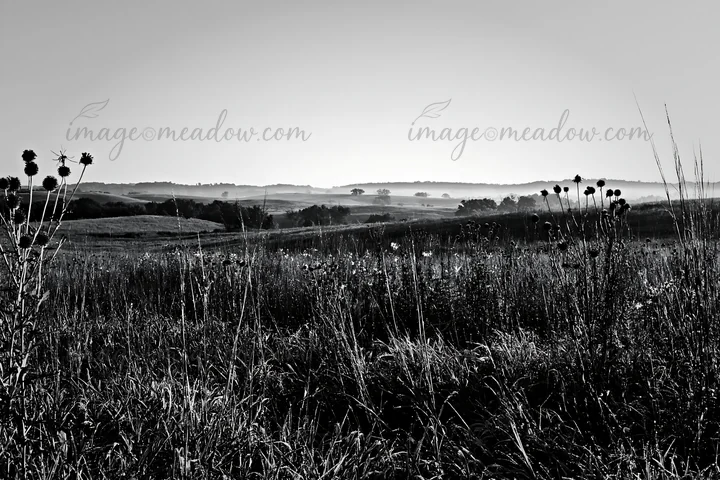 A black and white view of a meadow covered in dew. The scene shows tall grass and flowers with a distant landscape under soft light. This is an early morning mo