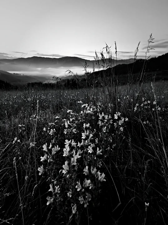 A meadow is covered in dew with wildflowers in the foreground. The background features rolling hills and a soft sunrise. The scene captures early morning light