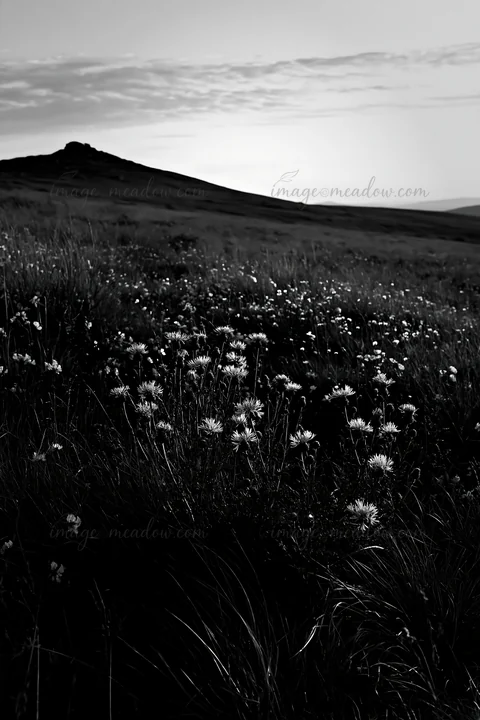 A meadow filled with knapweed flowers stretches across the landscape. A hill rises in the background, while the sky shows clouds, suggesting late afternoon or e