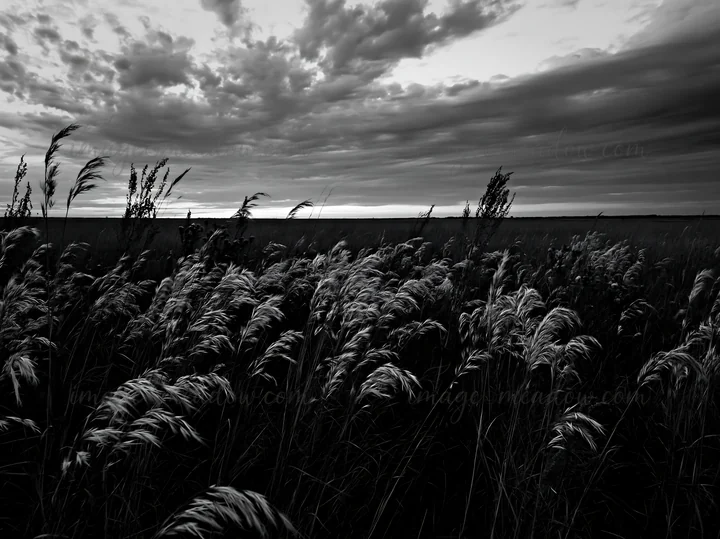 Tall seedheads sway gently in a meadow as dark clouds gather above. The landscape stretches wide, showing grass and wild plants in a natural setting. Dusk appro