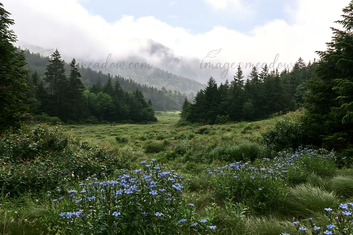 A green meadow surrounded by trees is covered in mist. Blue flowers are scattered throughout the meadow. Mountains rise in the background under cloudy skies. Th