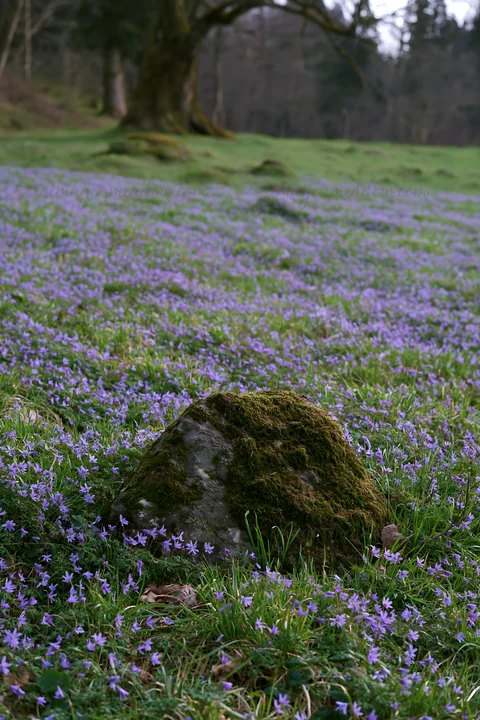 A mossy stone sits in a meadow covered with purple flowers. The setting suggests spring with new growth among the trees around, highlighting nature's revival.