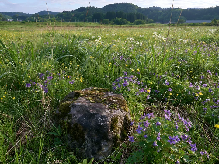 A moss-covered stone is in a green meadow filled with wildflowers. The setting shows rolling hills and blue sky in the background, indicating a sunny day in Miy