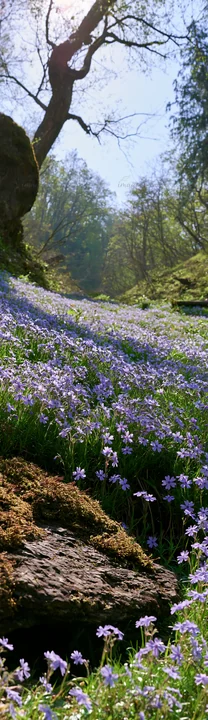 A view of a meadow in Miyagi with purple flowers covering the ground. Mossy stones are present among the flowers. Trees surround the area, capturing the essence