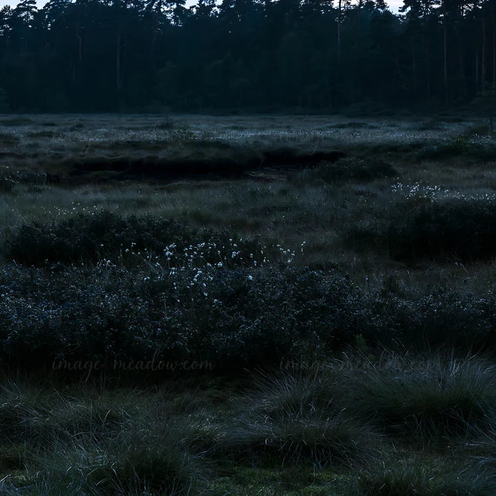 A meadow lies under moonlight surrounded by dark trees at night. The grass and plants are highlighted by the soft glow. The scene captures a quiet and still atm