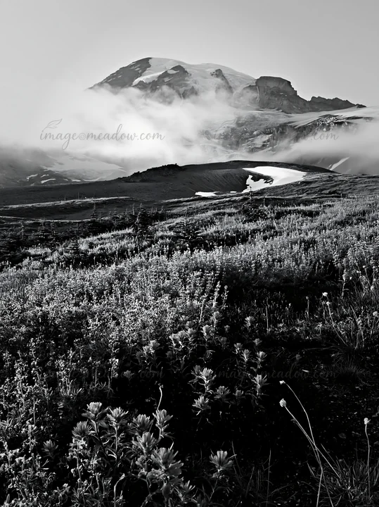 Meadow filled with paintbrush and lupine flowers in front of Mount Rainier. Clouds hover over the mountain, creating a misty scene with vibrant colors of bloomi