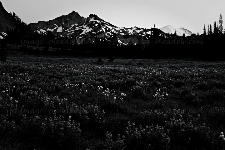 Wildflowers bloom in a meadow near Mount Rainier at sunrise. The mountains in the background are partly covered with snow. Early light illuminates the scene, cr