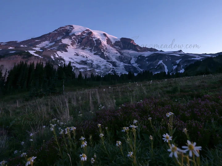 Sunrise over the wildflower meadow at Mount Rainier shows a bright glacier and snow on the mountain. Wildflowers are visible in the foreground with clear blue s