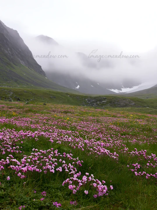 A meadow at a mountain pass showcases a field of purple flowers under cloudy skies. Fog covers nearby mountains, creating a cool atmosphere in this natural sett