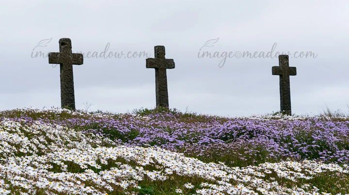 Three Christian crosses stand in a quiet meadow filled with white and purple flowers. The scene takes place during Christmas, highlighting the crosses amidst th