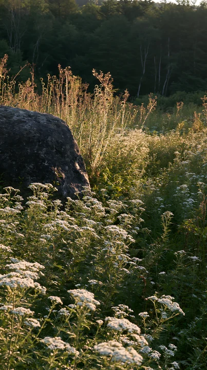 A granite boulder sits among wildflowers and tall grass in a Nagano meadow, showing the landscape's resilience during dry conditions and the varying plant life.