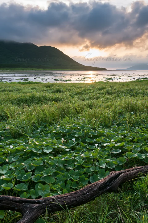 The scene shows a coastal meadow in Nagasaki with driftwood in the foreground and green vegetation surrounded by water. A mountain and cloudy sky are visible in