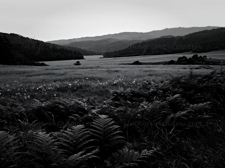 A wide view of a summer meadow in Nara features green ferns in the foreground, leading to a vast field and distant hills under an overcast sky. Presented as a p