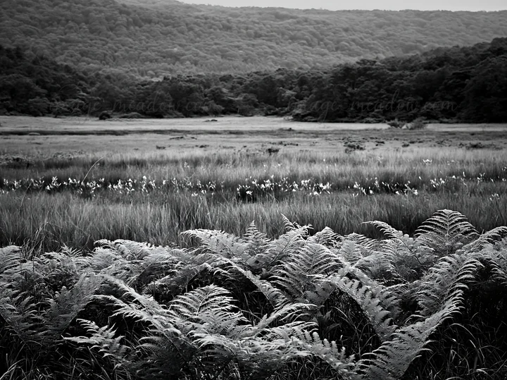 A view of a summer meadow in Nara features a lush foreground of ferns. The open field stretches towards a backdrop of trees and hills under a clear sky. Present