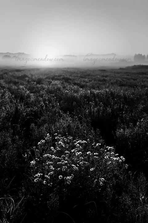Morning dew covers flowers in a meadow located in the Niigata floodplain. The sun rises in the background, illuminating the landscape with mist and distant hill