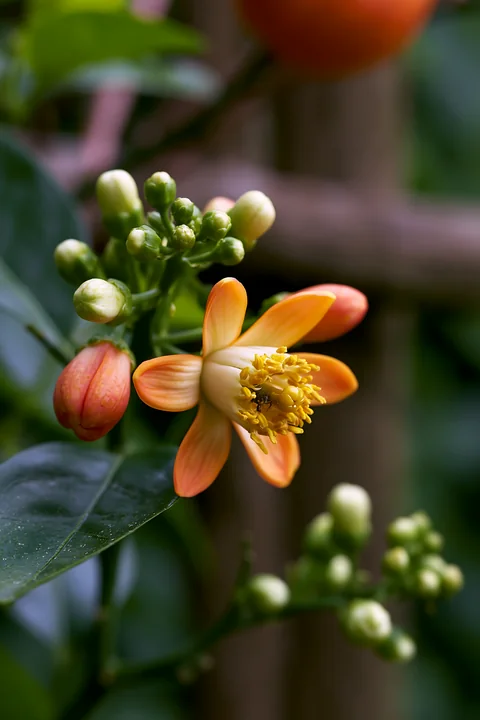 Open orange tree flower surrounded by unopened buds and glossy leaves in a softly blurred garden.