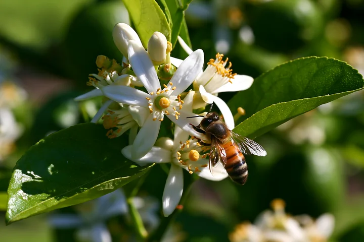 Orange tree flowers close up show a bee collecting pollen from white petals in a sunny outdoor setting, surrounded by vibrant green leaves during spring.