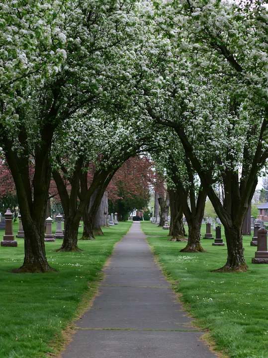 Ornamental pear trees in spring bloom line a paved path through a cemetery.