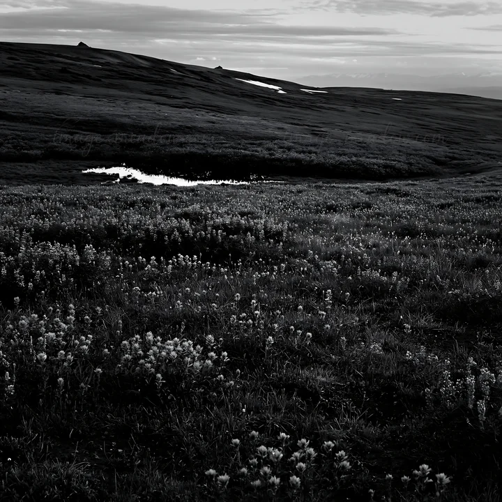 A meadow filled with paintbrush lupines stretches across the landscape during dusk. The sky shows fading light, and a small stream flows through the grass, refl