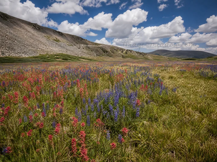 Wildflowers cover a meadow with vibrant paintbrush lupine, under a bright blue sky with clouds. Rolling hills are visible in the background, creating a natural