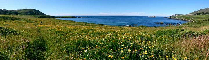 Panoramic wildflower meadow beside a calm blue sea, with grassy hills and rocky shoreline under a clear sky.
