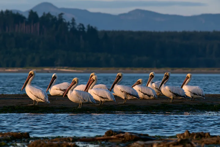 Pelicans stand in a line along a sandy shore at sunset, surrounded by calm waters.