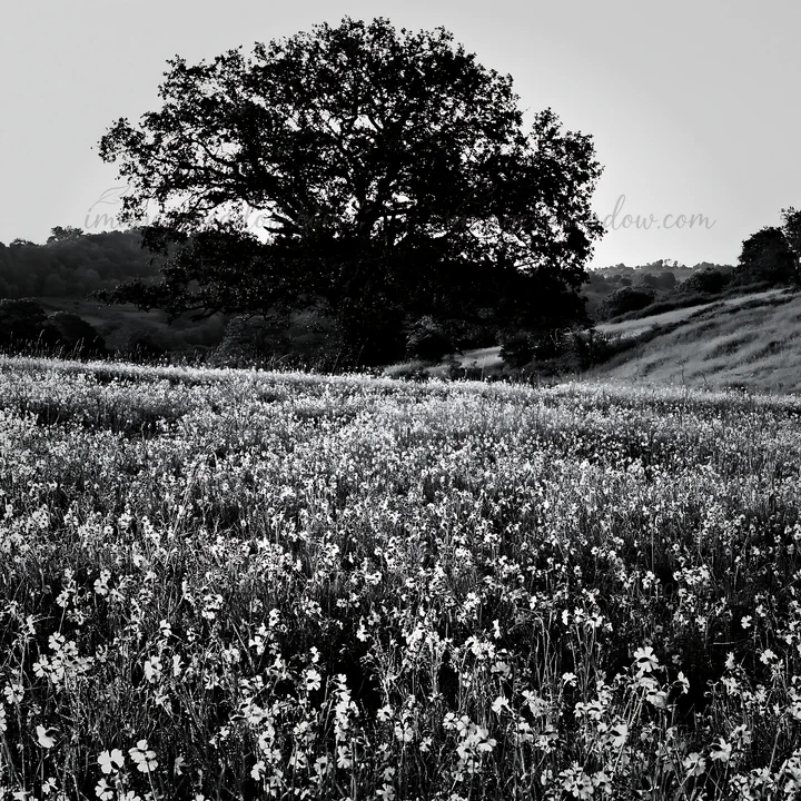A meadow filled with pink campion flowers is in the foreground. A large tree stands prominently in the background. Hills and a rising landscape are visible in t