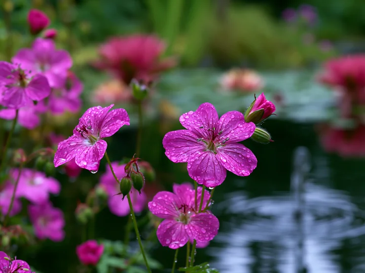 Pink flowers surround a natural pond, adding vibrant color to the green landscape.
