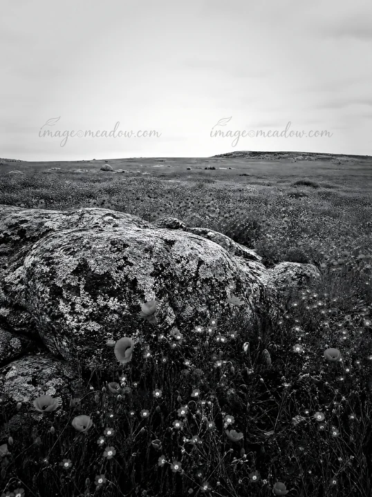 A vast field shows red poppy flowers and blue flax flowers around large rocks. The scene captures a cloudy day with a wide expanse of nature. Presented as a pre