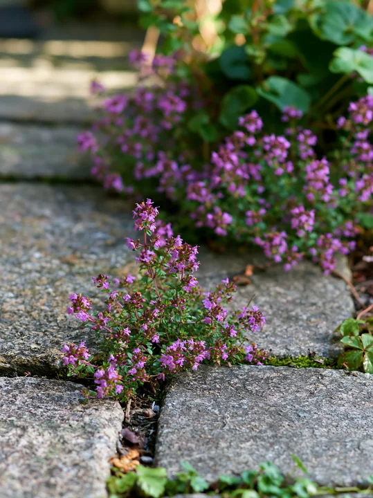 Purple thyme flowers grow between stone tiles, showcasing their resilience in a garden.