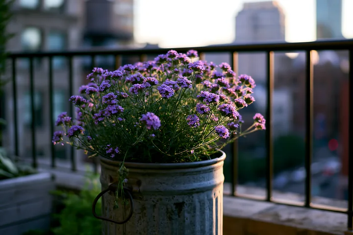 Purple verbena flowers bloom in a weathered metal container on a balcony with blurred buildings behind.