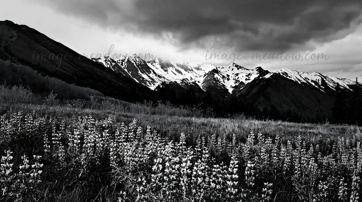 A rainwashed meadow features vibrant purple flowers under cloudy skies. Snow-capped mountains rise in the background, creating a scenic landscape during early s