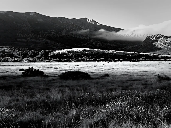 A meadow is seen with tall grass and scattered shrubs. Mountains rise in the background under a cloudy sky. The scene captures a diverse ecosystem in natural su