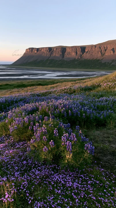 A meadow with purple flowers grows at the foot of cliffs during sunset. The landscape shows natural beauty with hills and distant water. This setting is in a re