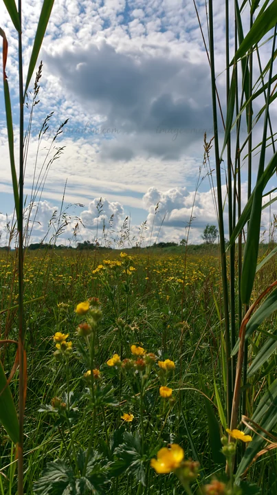A view of a floodplain meadow with reeds in the foreground and yellow wildflowers. The sky features scattered clouds, creating a natural landscape filled with g