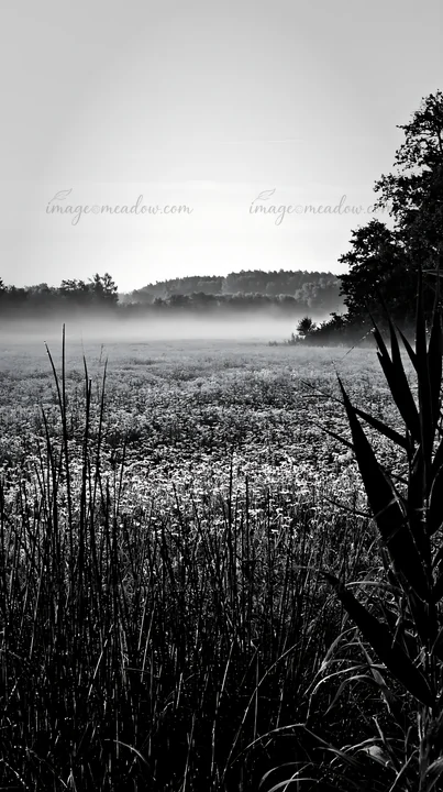 A landscape of a floodplain meadow in the Saga floodplain area shows high reeds in the foreground. The scene captures the soft light of the early morning with m