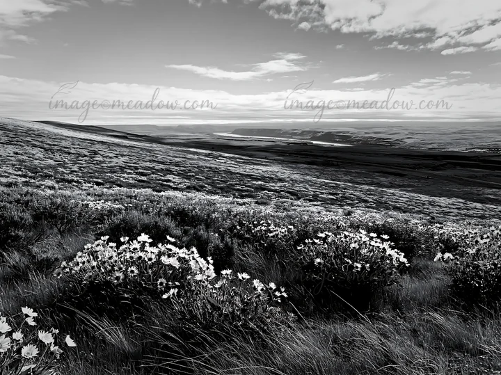 A view of a sagebrush meadow light filled with yellow and blue flowers on a hillside under a cloudy sky. The vibrant colors contrast against the green grass in