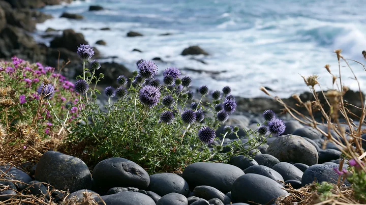 Sea holly flowers grow in clusters on rocky terrain near the ocean waves.