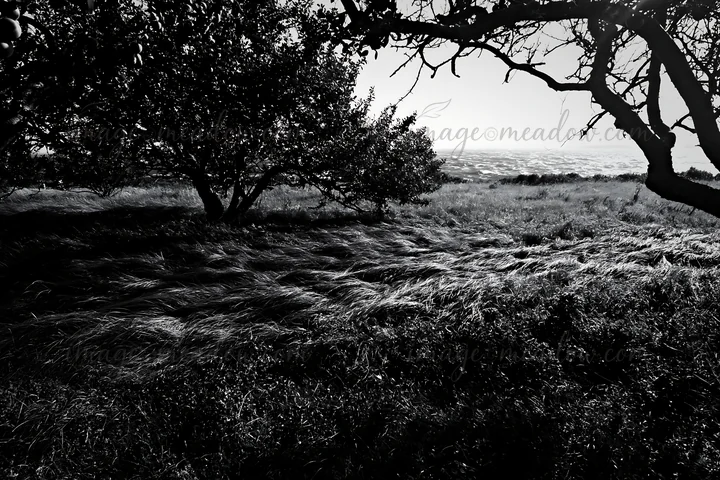 A sunny day shows a meadow with tall grass and trees overlooking the ocean. The wind creates waves in the grass, adding movement to the scene. Presented as a pr