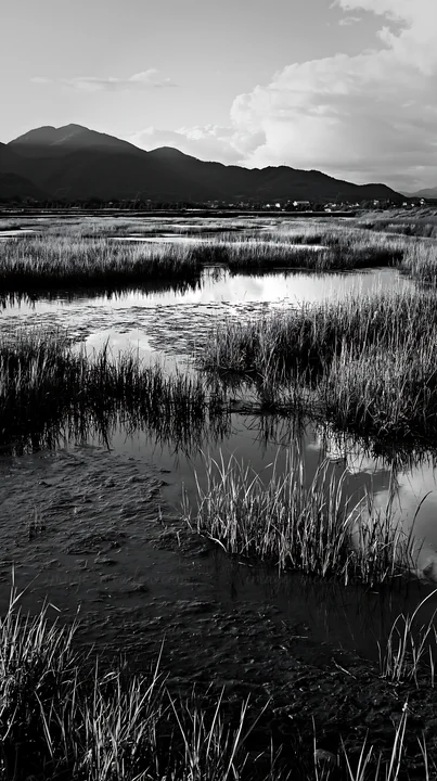 The scene shows the Shiga wetland meadow with reeds and water, reflecting the sky. Mountains are visible in the background, and the setting appears to be during