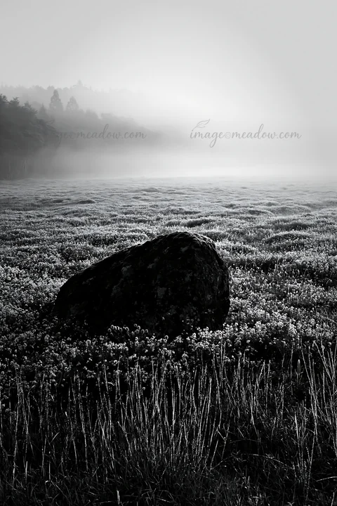 A moss covered stone stands in a misty meadow filled with flowers in Shimane. The soft light highlights the scene during early morning hours. Presented as a pre