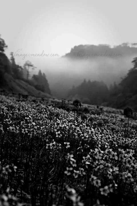 The scene shows a seasonal meadow in Shizuoka after heavy rain. Flowers stretch across the field, while fog covers the hills in the background, creating a uniqu