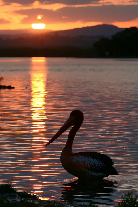 Silhouetted Australian pelican standing in coastal lagoon water as the sun sets behind distant hills.