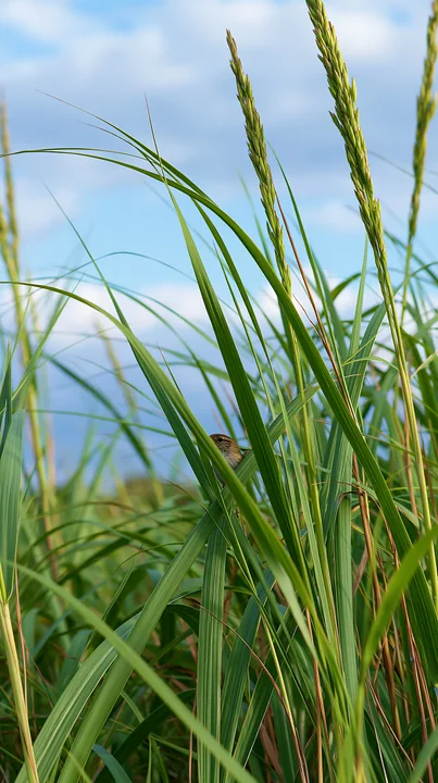 Small bird partially hidden among tall beach grasses beneath a bright blue sky.