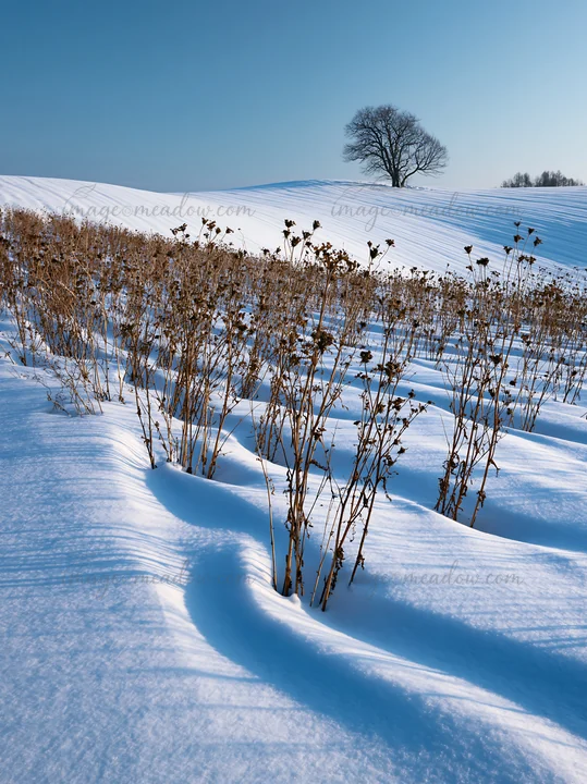 A snow covered Biei hills meadow with bare plants scattered across the landscape and a lone tree in the distance under a clear blue sky.