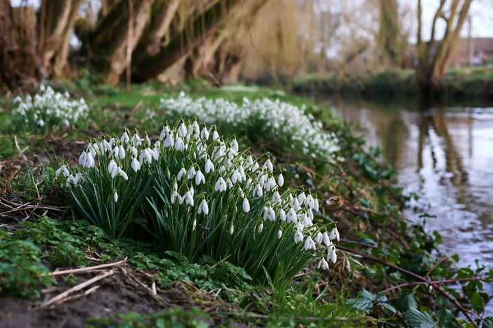 Snowdrop flowers grow in clusters along a riverbank, surrounded by trees.