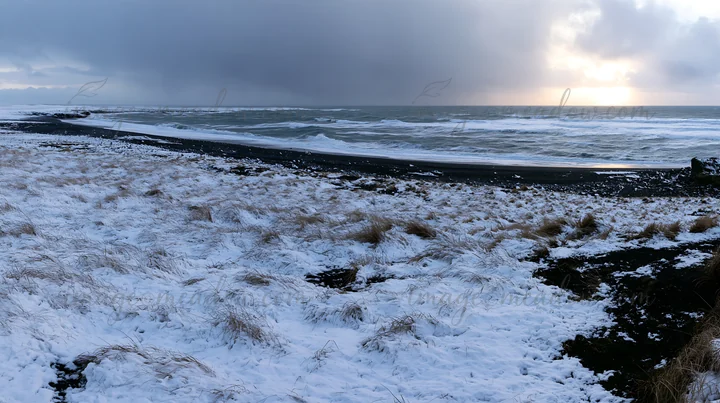 A snowy beach meadow is seen with tall grass and dark sand. The ocean waves crash along the shore under a cloudy sky. The scene captures a winter environment by