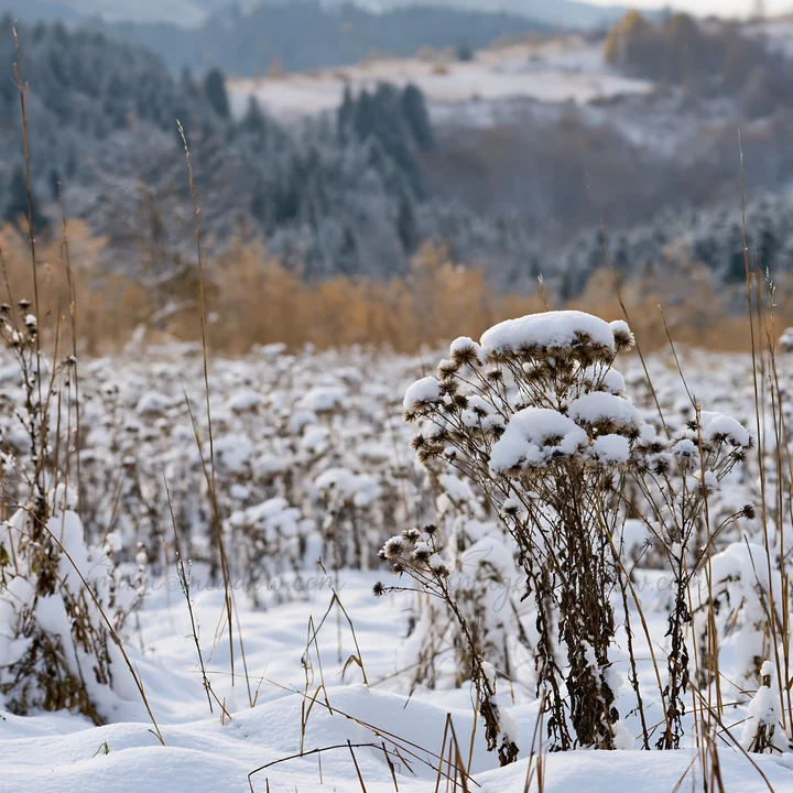 A snowy foothill meadow with dry plants blanketed in snow. The background features distant trees and hills, creating a winter landscape.