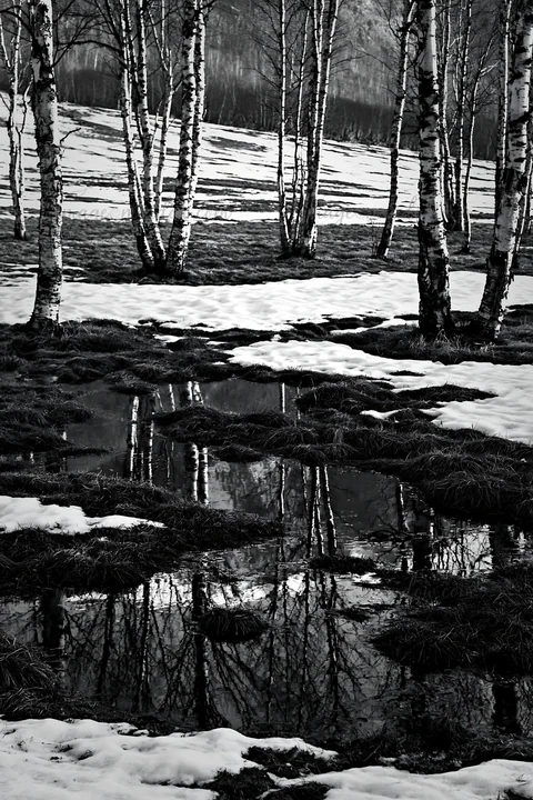 Birch trees stand in a snowy foothill meadow. Patches of grass are visible along with a pool of water reflecting the trees. The scene shows late winter or early