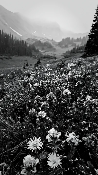 A snowy highland meadow shows vibrant wildflowers in various colors. The landscape features rolling hills and distant mountains partially covered in snow. Prese